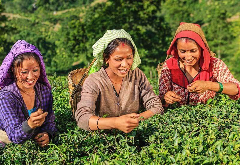 Darjeeling
